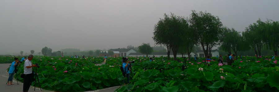 2012“与荷共舞”采风活动花絮