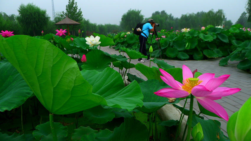 2012“与荷共舞”采风活动花絮