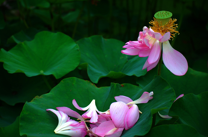 跟随老师学拍荷