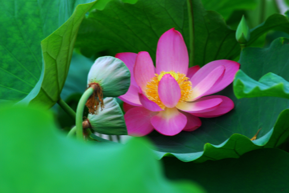 跟随老师学拍荷