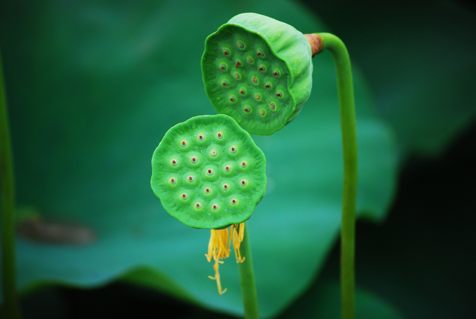 跟随老师学拍荷