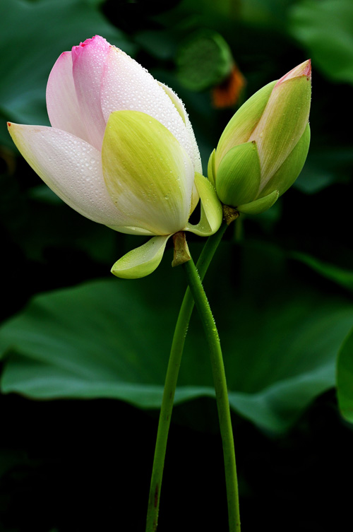 濮上新荷