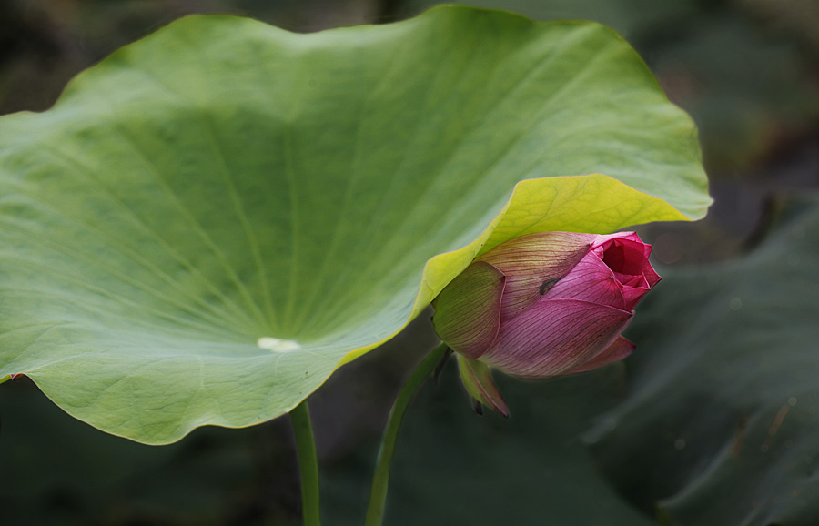 那时花开（不断添加中）
