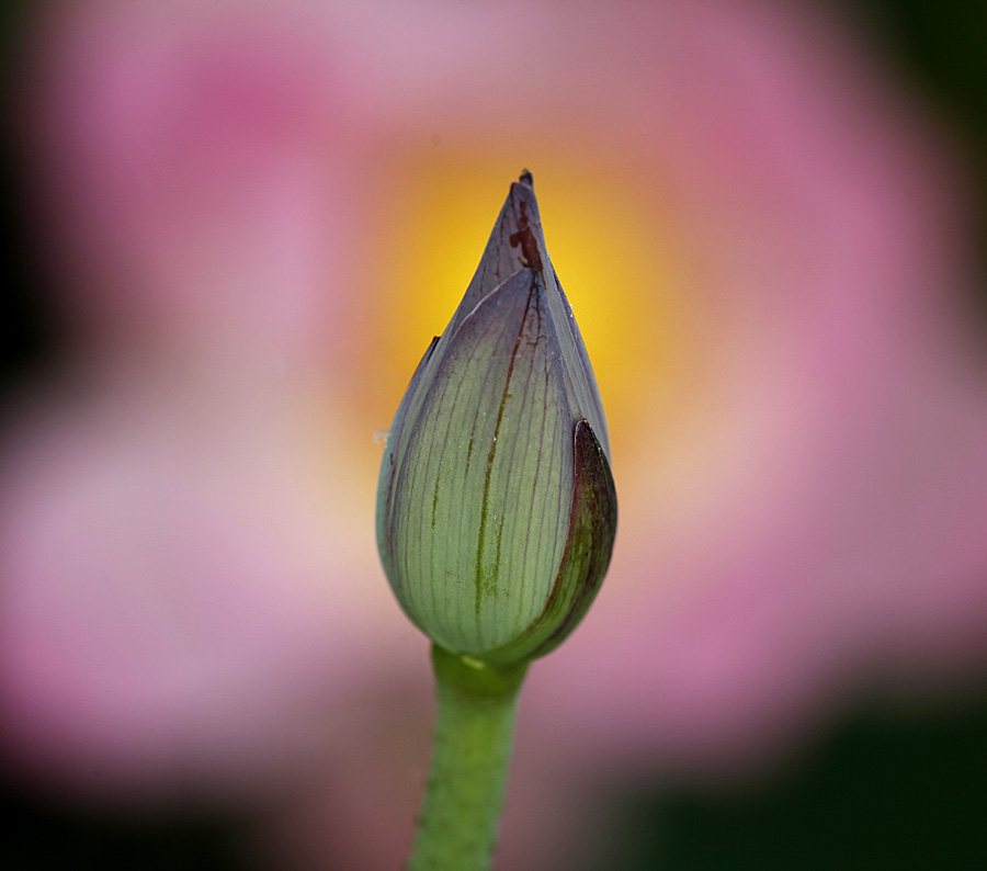 那时花开（不断添加中）