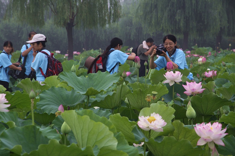 2012“与荷共舞”采风活动花絮