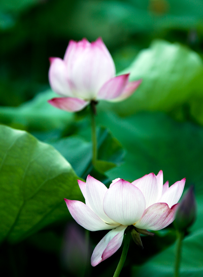 陈庄观荷