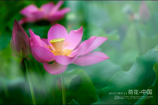 荷花