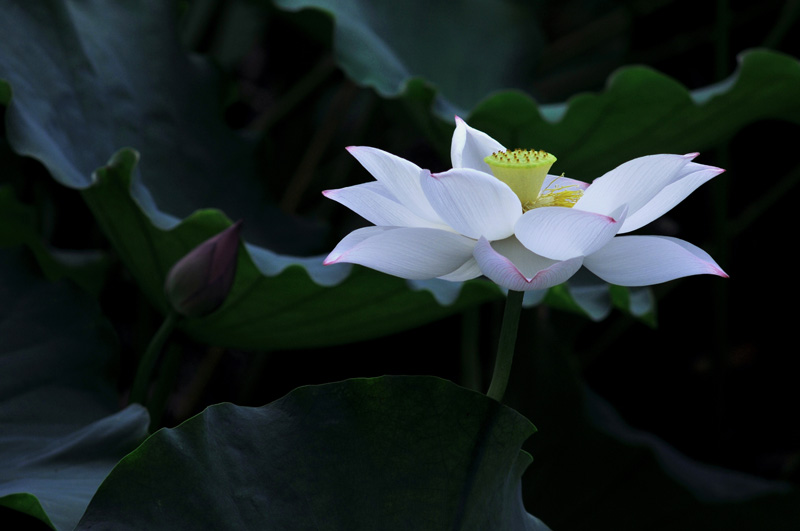 家花不比野花差-------------
