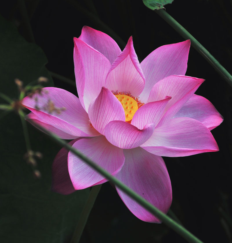 家花不比野花差-------------