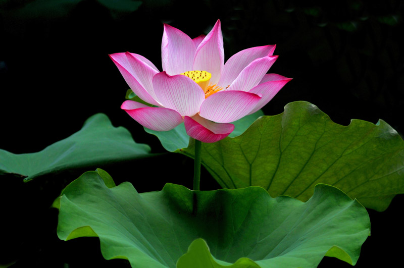 家花不比野花差-------------
