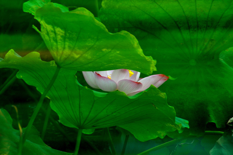 家花不比野花差-------------