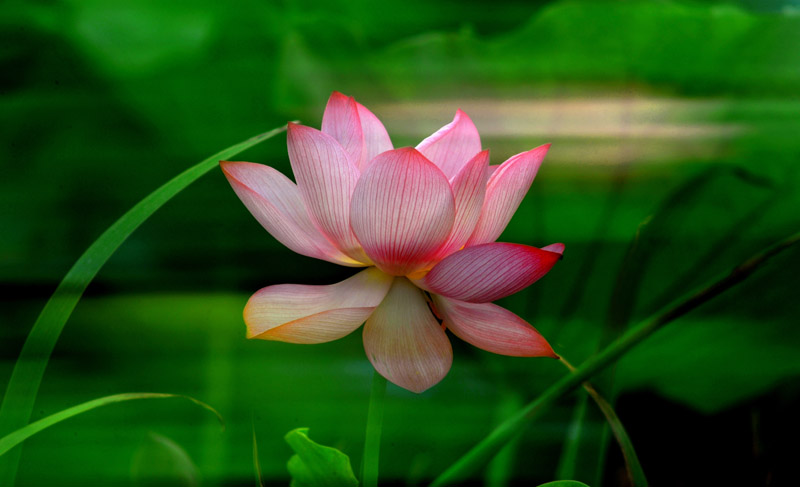 家花不比野花差-------------