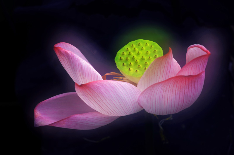 家花不比野花差-------------