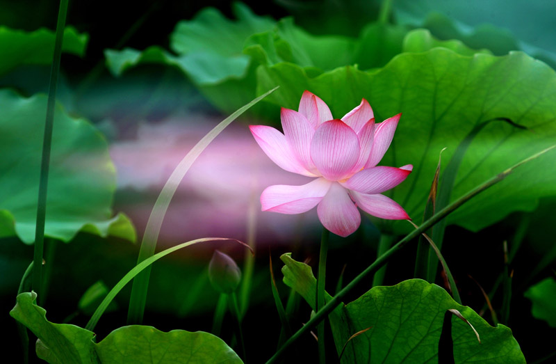 家花不比野花差-------------