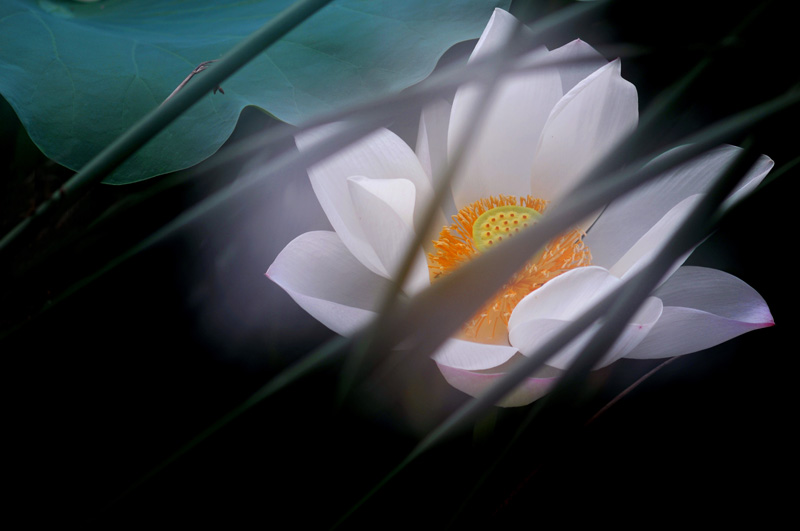 家花不比野花差-------------