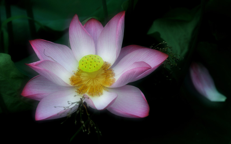 家花不比野花差-------------