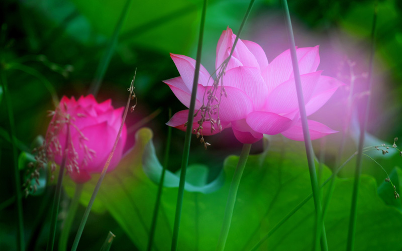 家花不比野花差-------------