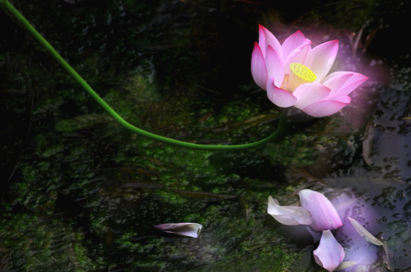 家花不比野花差-------------