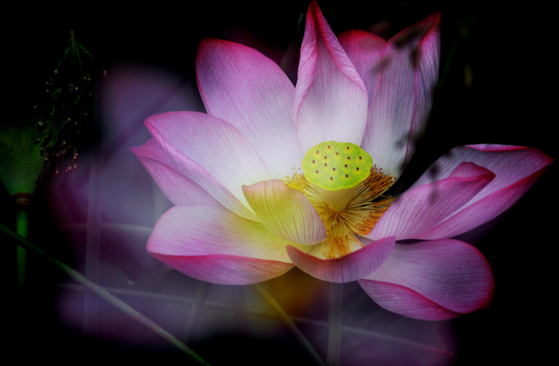 家花不比野花差-------------