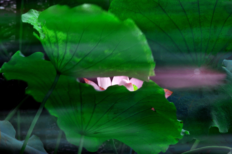 家花不比野花差-------------