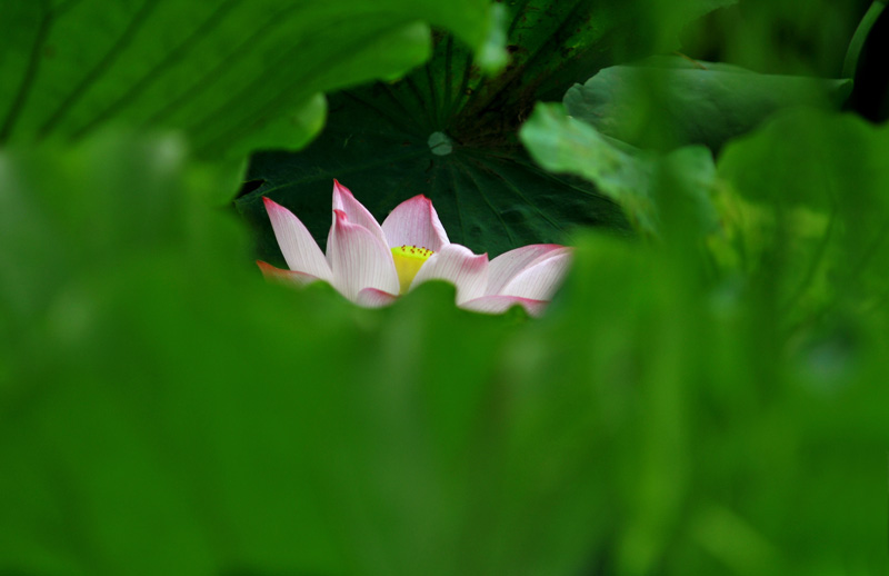 家花不比野花差-------------