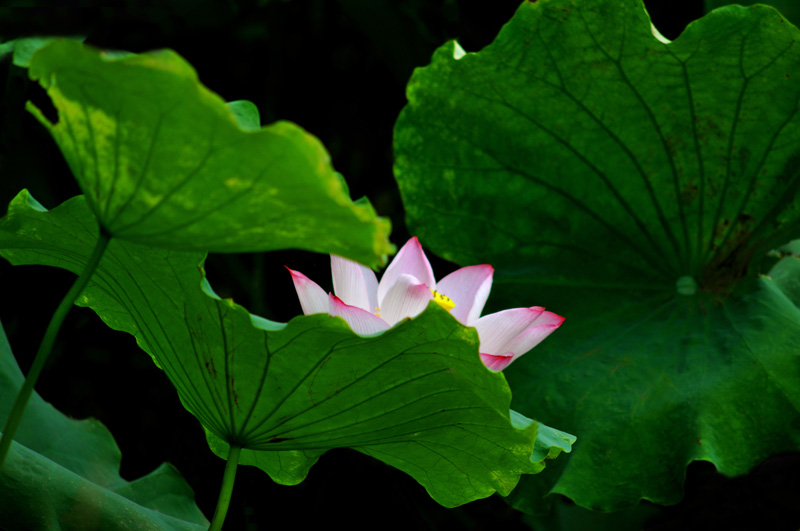 家花不比野花差-------------