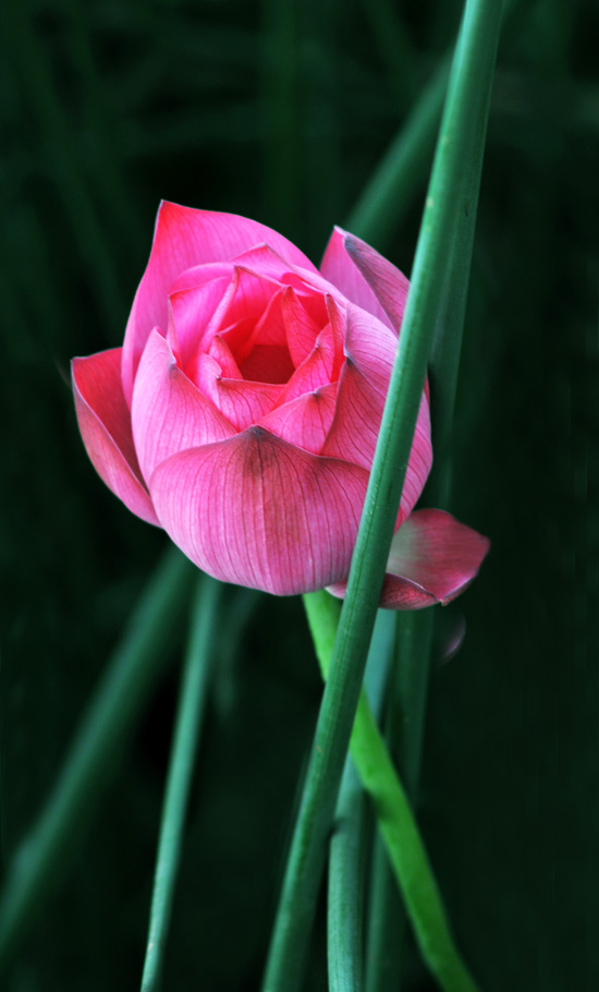 家花不比野花差-------------