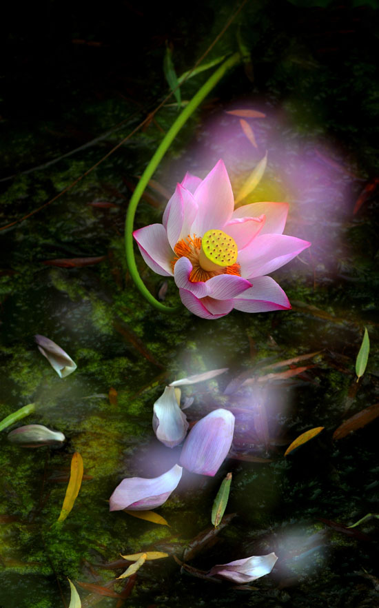 家花不比野花差-------------