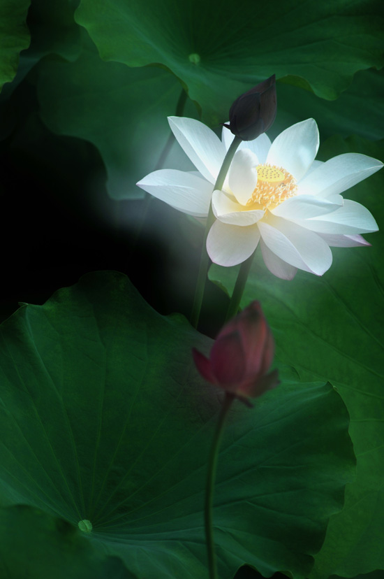 家花不比野花差-------------