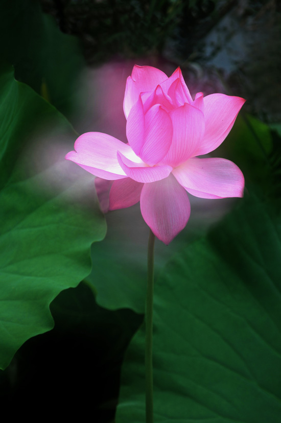 家花不比野花差-------------