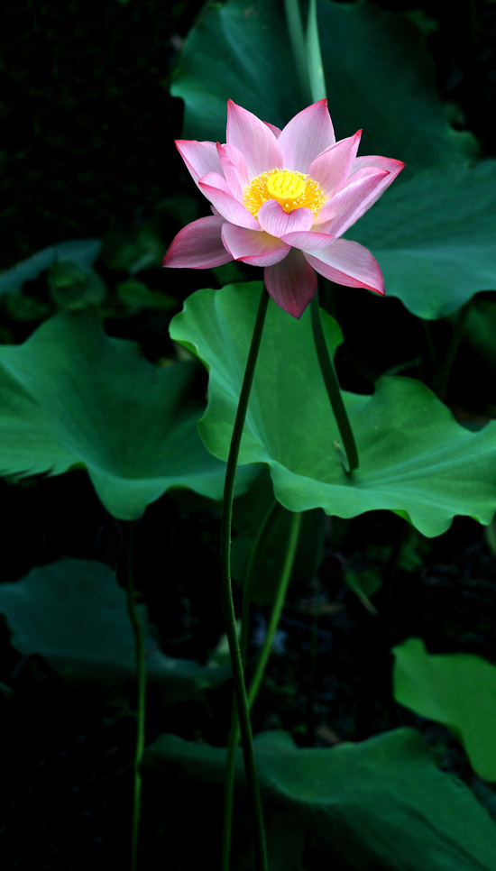 家花不比野花差-------------