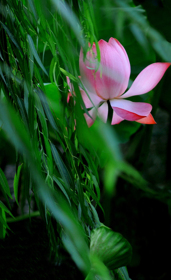 家花不比野花差-------------