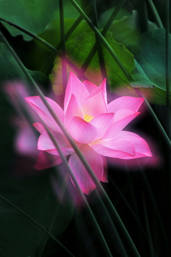家花不比野花差-------------