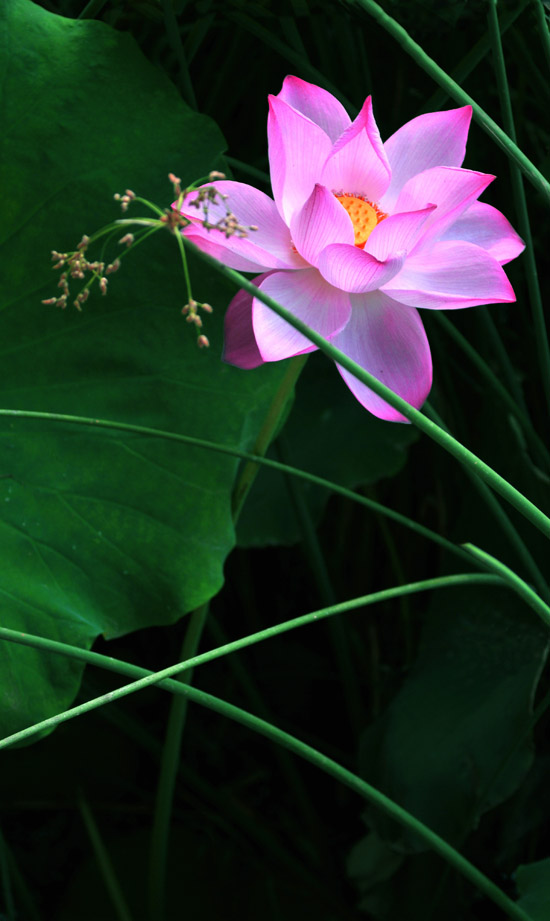 家花不比野花差-------------