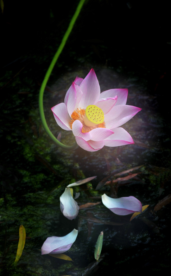 家花不比野花差-------------