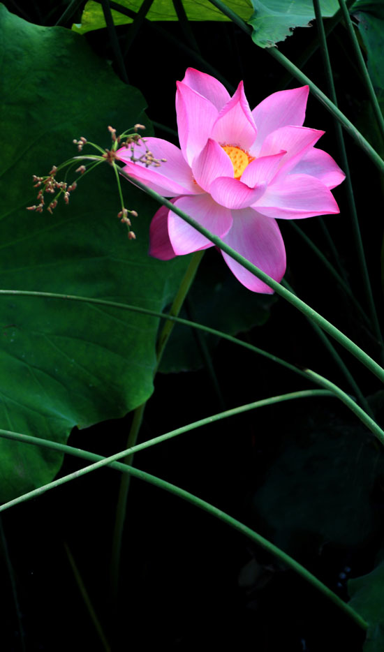 家花不比野花差-------------