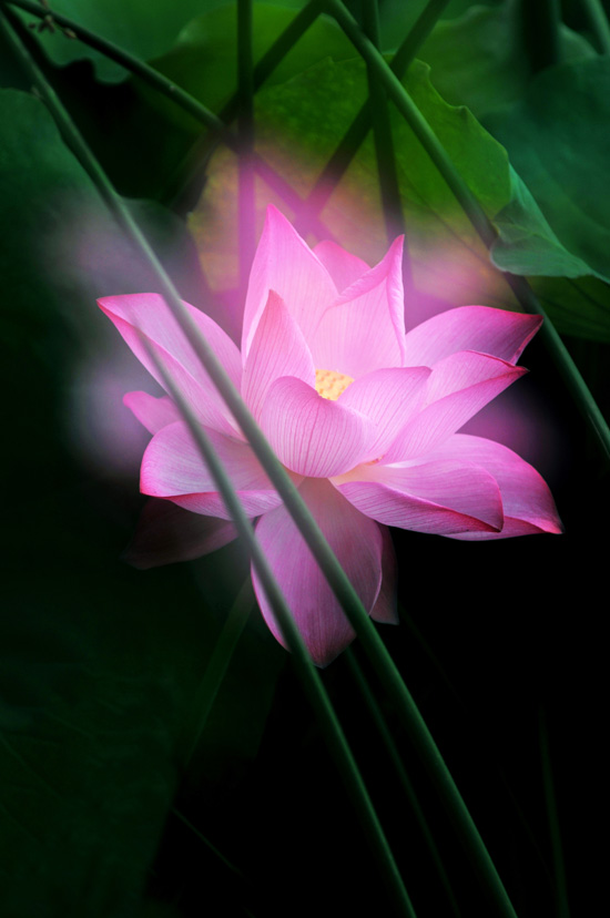 家花不比野花差-------------