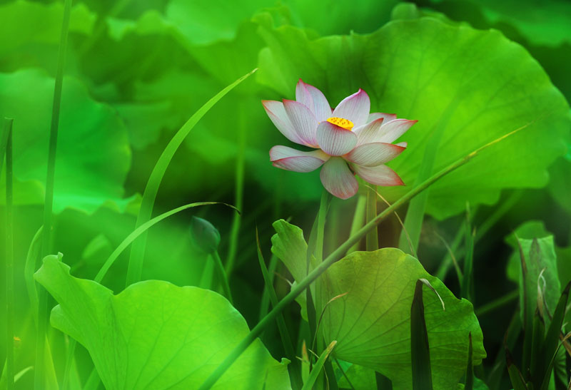 家花不比野花差-------------