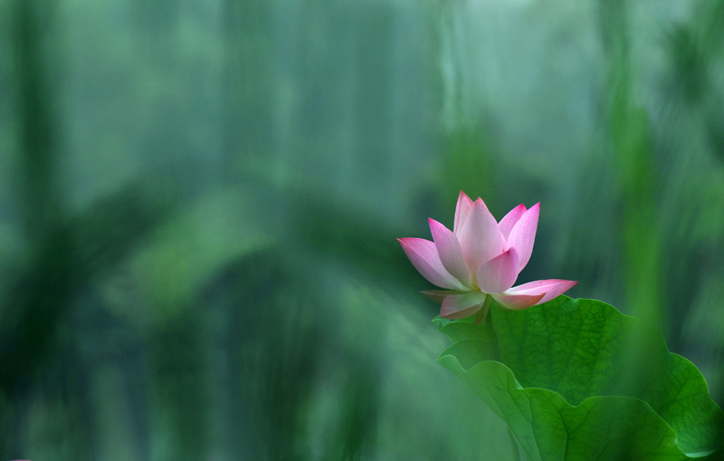 濮上新荷