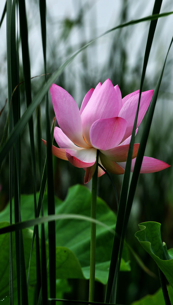 濮上新荷