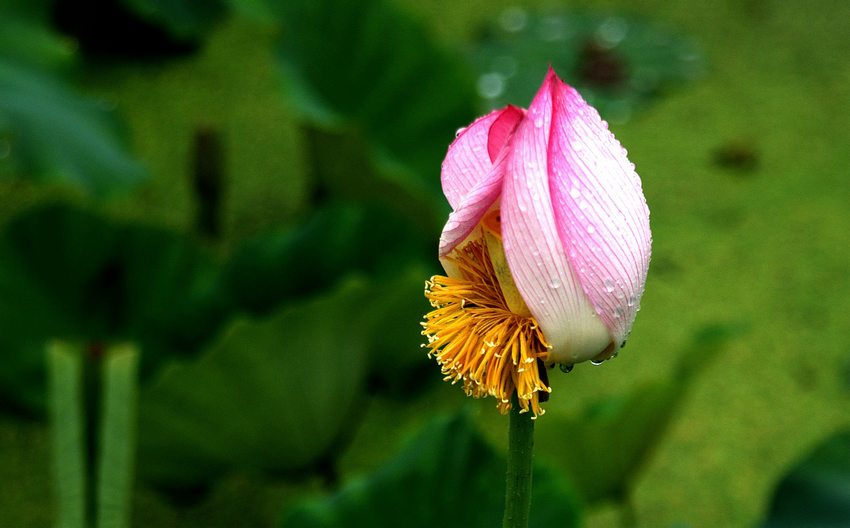 雨中拍荷，趣无暇
