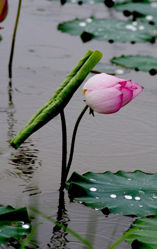 雨中拍荷，趣无暇