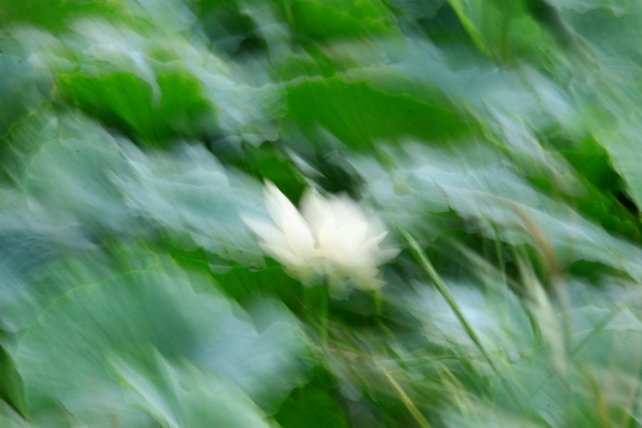 [原创]随风舞蹈