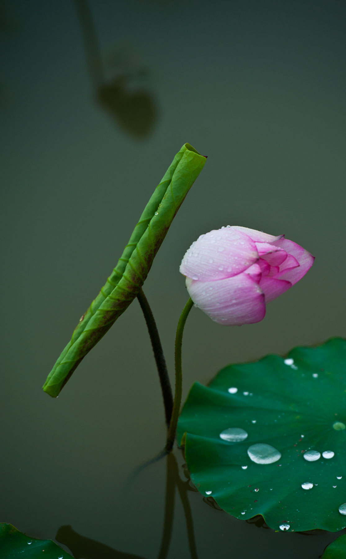 [原创]范县陈庄荷花一组