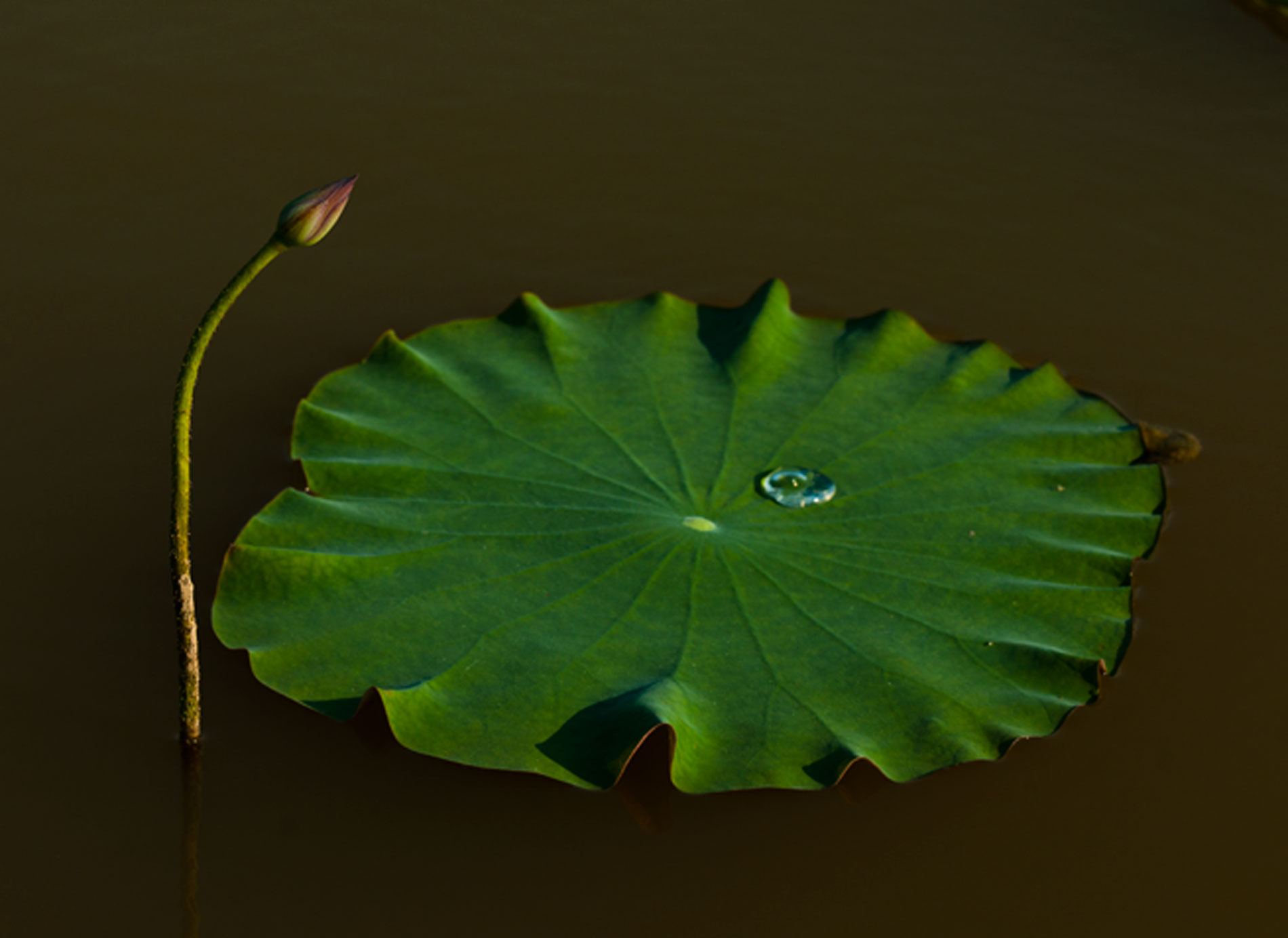 [原创]范县陈庄荷花一组