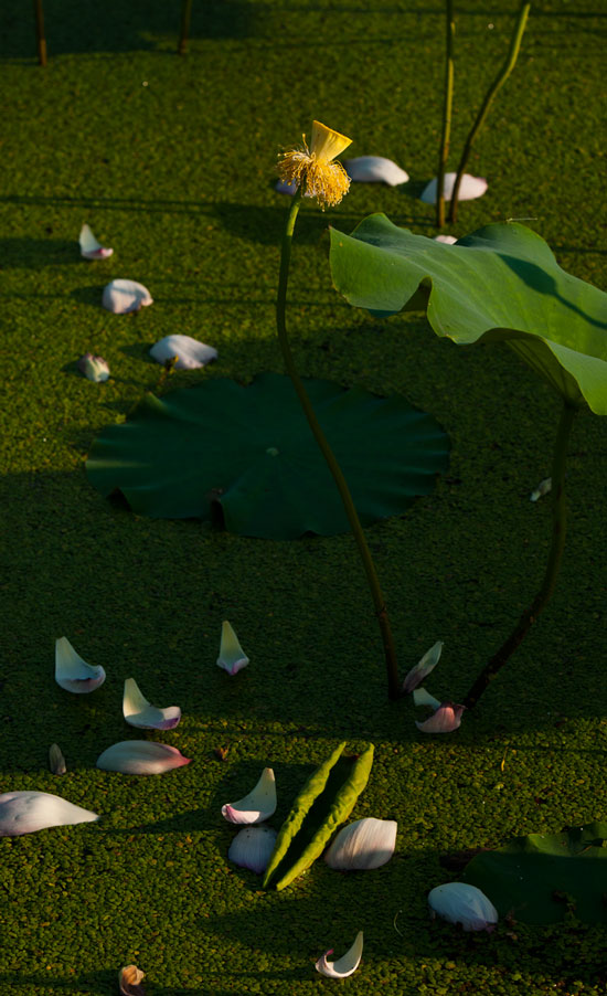 [原创]范县陈庄荷花一组