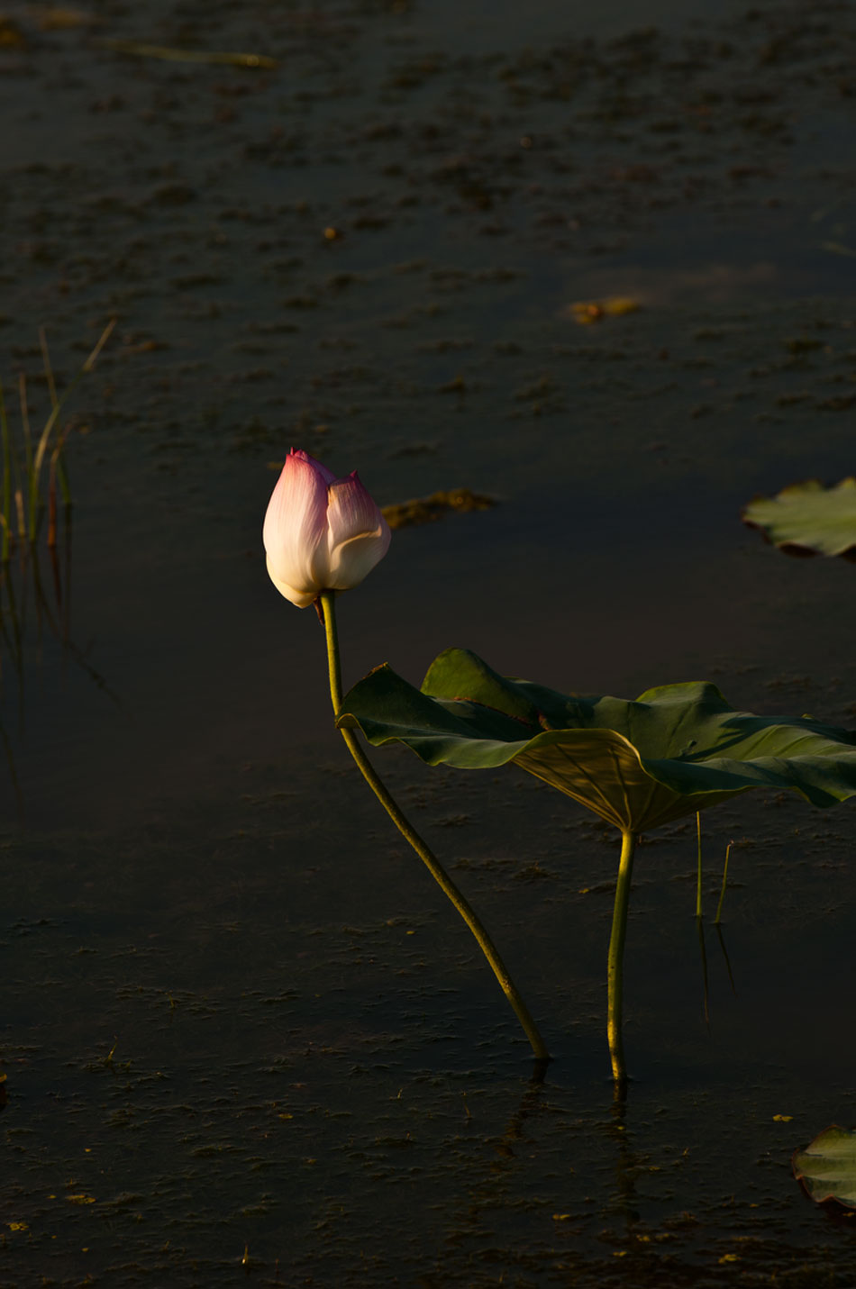 [原创]范县陈庄荷花一组