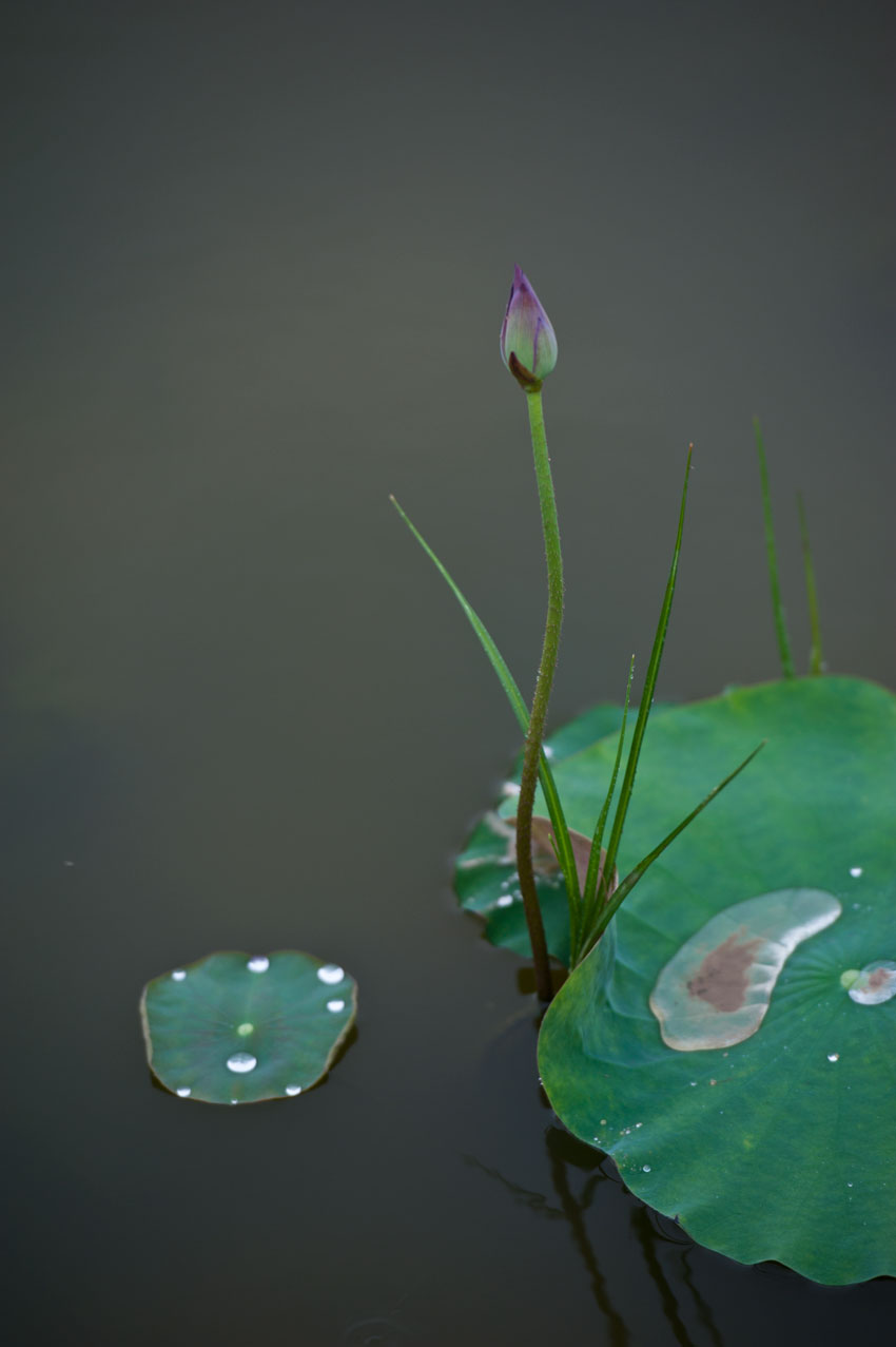 [原创]范县陈庄荷花一组