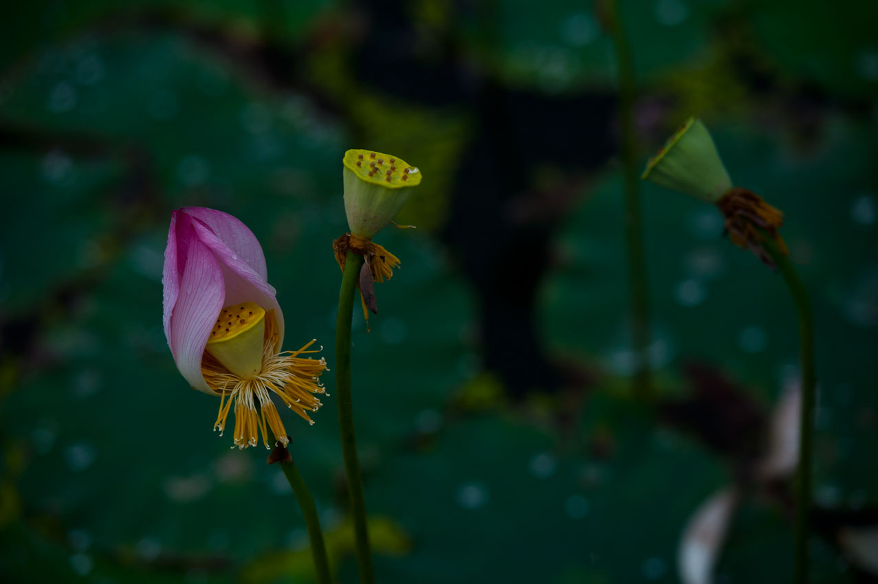 [原创]范县陈庄荷花一组