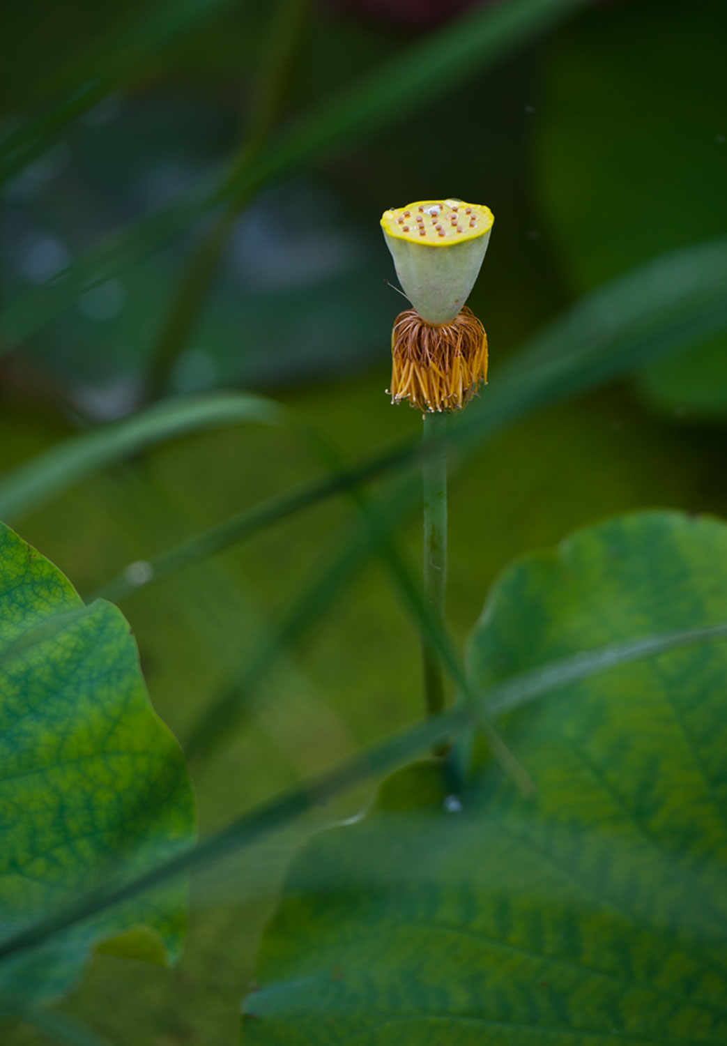 [原创]范县陈庄荷花一组